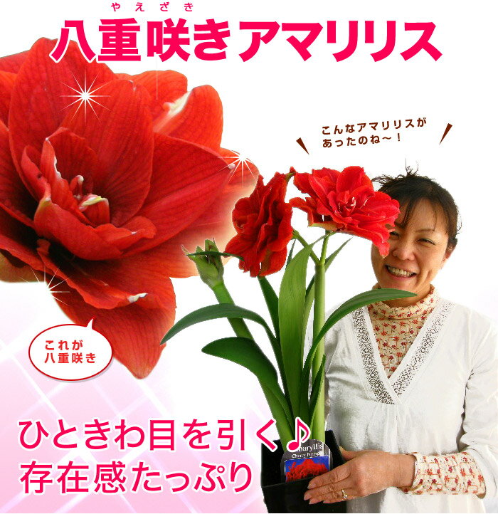 八重咲きのアマリリス 「チェリーニンフ」 日本でただ一人の栽培のお花！（横川花園さん）鉢植え 送料無料 プレゼント 花