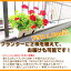 【オプション】プランターに植え込みを依頼 カリオペ2鉢セット専用(それ以外の商品にはご利用できません)