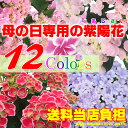 遅れてごめんね 母の日ギフト 送料無料 感動の紫陽花（アジサイ）花 鉢植え 5号 プレゼント ダンスパーティーやてまりてまり他 あじさい メッセージカード付【代引き不可】【同梱不可】