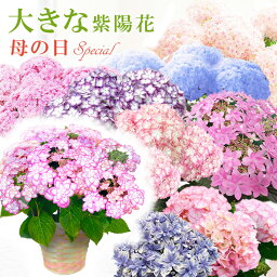 母の日 紫陽花 「大きな感動のサイズ」を【産地直送】全11色から選べる！5号鉢 あじさい アジサイ　2024【同梱・代引き・沖縄配送不可】