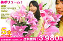 母の日 BIG！PINKユリの 花束　送料無料 早割 2013 はなたば ギフト母の日 花束 ユリ ゆり 百合 送料無料 早割 2013 はなたば ギフト