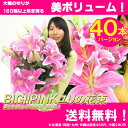 BIG！PINKユリの花束 40本バージョン　送料無料 お祝い 誕生日 結婚祝い 出産祝い 記念日 歓迎 退職 お見舞い 開店祝い 移転祝い ビジネス 楽屋花 傘寿 銀婚式 花 プレゼント 女性 ホワイトデー お返し ゆり 百合【メッセージカード無料】