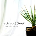 【在庫処分】【数量限定】【送料無料】耐寒性ユッカ ロストラータ 憧れの樹木を手に入れよう!観葉にも庭木にも利用が可能です。寒さに強い!耐暑性も抜群!【ラッピング不可】