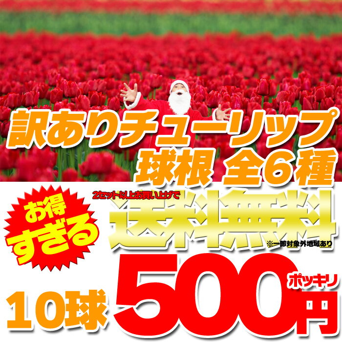 本場オランダのチューリップ球根10球セット福袋！全6種選び放題500円ポッキリ！ちゅーりっぷ ちゃんと咲くよ！チューリップ 球根 2セット以上で送料無料 訳あり