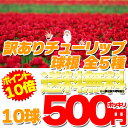 訳ありチューリップ球根10球セット全5種選び放題500円ポッキリ！ちゃんと咲くよ！チューリップ 球根 送料無料 訳あり ポイント10倍