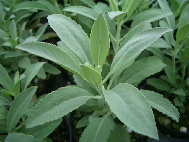 ホワイトセージ　salvia apiana　10.5センチポット　20苗セット セージ サルビア ハーブ 苗 セット 宿根草 耐寒性 耐暑性 多年草