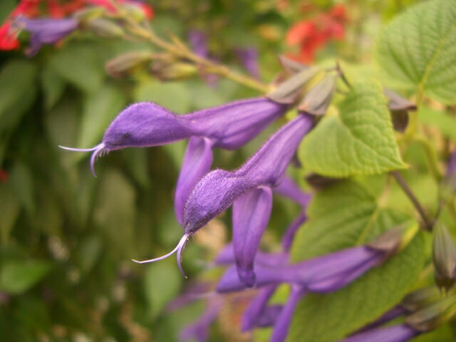 サルビア　パープルマジェスティ　salvia ‘Purple Majesty’　10.5センチポット　20苗セット セージ サルビア ハーブ 苗 セット 宿根草 耐寒性 耐暑性 多年草セージ サルビア ハーブ 苗 セット 宿根草 耐寒性 耐暑性 多年草