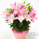 横川さんのテーブルリリー　フロマージュピンク　超ボリューム5本立ち仕様　輝くピンクのクリスタルをちりばめました！香りも花も大きさもオリエンタル並み！丈が小さ目で可愛くて、ボリュームたっぷり！