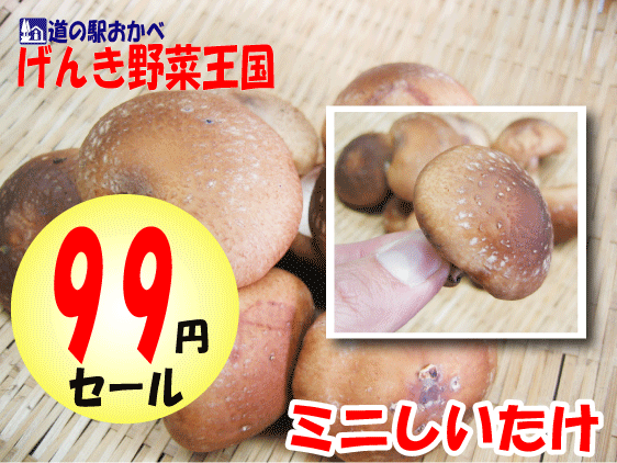 げんき野菜王国の人気の野菜が99円で買えちゃう♪【99円セール●ミニしいたけ】