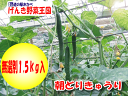 【朝どりきゅうり】【訳あり】【無選別】1.5kg