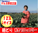 【ブロッコリー12玉】産地直送!!