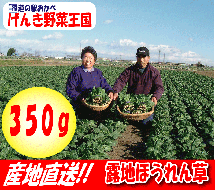 【露地ほうれん草350g】甘さ抜群!!