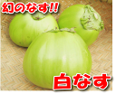 埼玉県深谷市産の幻の白なす産地直送!!幻のなす【白なす】