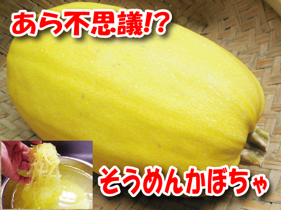 あら不思議!?【そうめんかぼちゃ】1kg