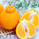 デコポン 不知火 5kg /1箱大玉(15-18個) 贈答用ギフト・熊本県産【オレンジベルト】 送料無料