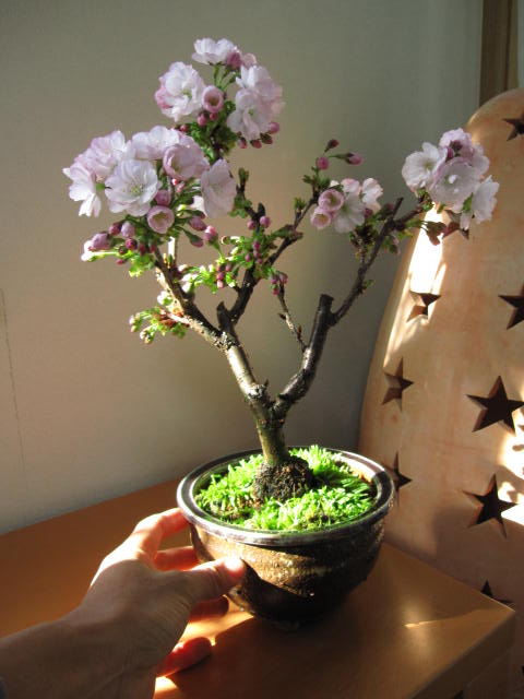 さくら盆栽 八重 【盆栽】 【鉢植】桜盆栽 　 盆栽 さくらの開花は毎年四月頃に開花します…...:giftnara:10000216