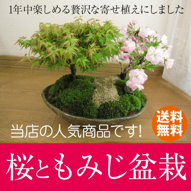 【桜鉢植】 桜寄せ植え彩り盆栽 桜ともみじ盆栽 信楽鉢入り 【送料無料】...:giftnara:10000369