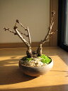 2023年4月末頃開花【桜盆栽】さくら盆栽 でお花見ができます【ミニ盆栽葉桜】【ぼんさい】 春に開花 自宅でお花見