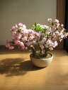 【桜盆栽】鉢花 桜盆栽 桜の盛り合わせ 3種類のサクラのお花がこの一鉢で楽しめます。 豪華桜3種桜寄せ植え桜盆栽 【鉢植】