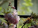 自宅でお花見を楽しむ八重桜盆栽 さくら盆栽 桜盆栽八重のサクラで お花見 信楽焼鉢入り ミニ桜盆栽 【さくら盆栽】2023年4月に開花 自宅でお花見