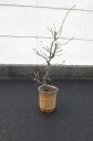 2021年2月頃開花の【梅】梅盆栽 【盆栽】 雲竜梅 信楽焼鉢植え 運気上昇樹 雲竜梅2021年1月より発送