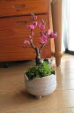 2023年3月頃開花の【梅盆栽】 紅梅盆栽 ミニ梅の盆栽 開花は 2021年に開花 【梅の鉢植】【年始のお祝い】