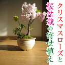 【幸せの白い花】 2013年【幸せギフト】 盆栽:
