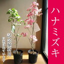 母の日ギフト花水木苗 ハナミズキ 白花と赤花で紅白の花水木セット 2017年開花予定。シンボルツリー 【ハナミズキ 苗木】 贈り物に紅白の花ミズキ