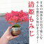 もみじ盆栽 贈り物に ミニ盆栽:【清姫もみじ】 【モミジ】 【ギフト】 【盆栽】 【紅葉】 【ミニ盆栽】 【鉢植 】