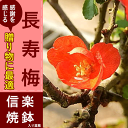 長寿梅 チョウジュバイ 長寿梅鉢植え 可憐な 真っ赤な花 樹...