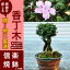 香丁木 コウチョウボク【香丁木 鉢植え】ピンク色の可愛い花 丈夫で育てく人気の盆栽【信楽焼き鉢入り】