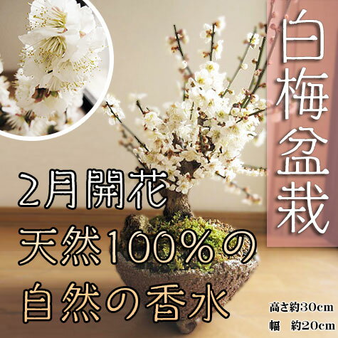 【盆栽　梅】梅盆栽 　2017年開花 盆栽: 白梅盆栽 梅盆栽は開花の梅花も香りもすばらし…...:giftnara:10000197