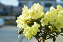 【ミニシャクナゲ】黄花 レン【純白の陶器鉢入】キレイな黄色の花を春に咲かせてくれます花木の王様 シャクナゲ
