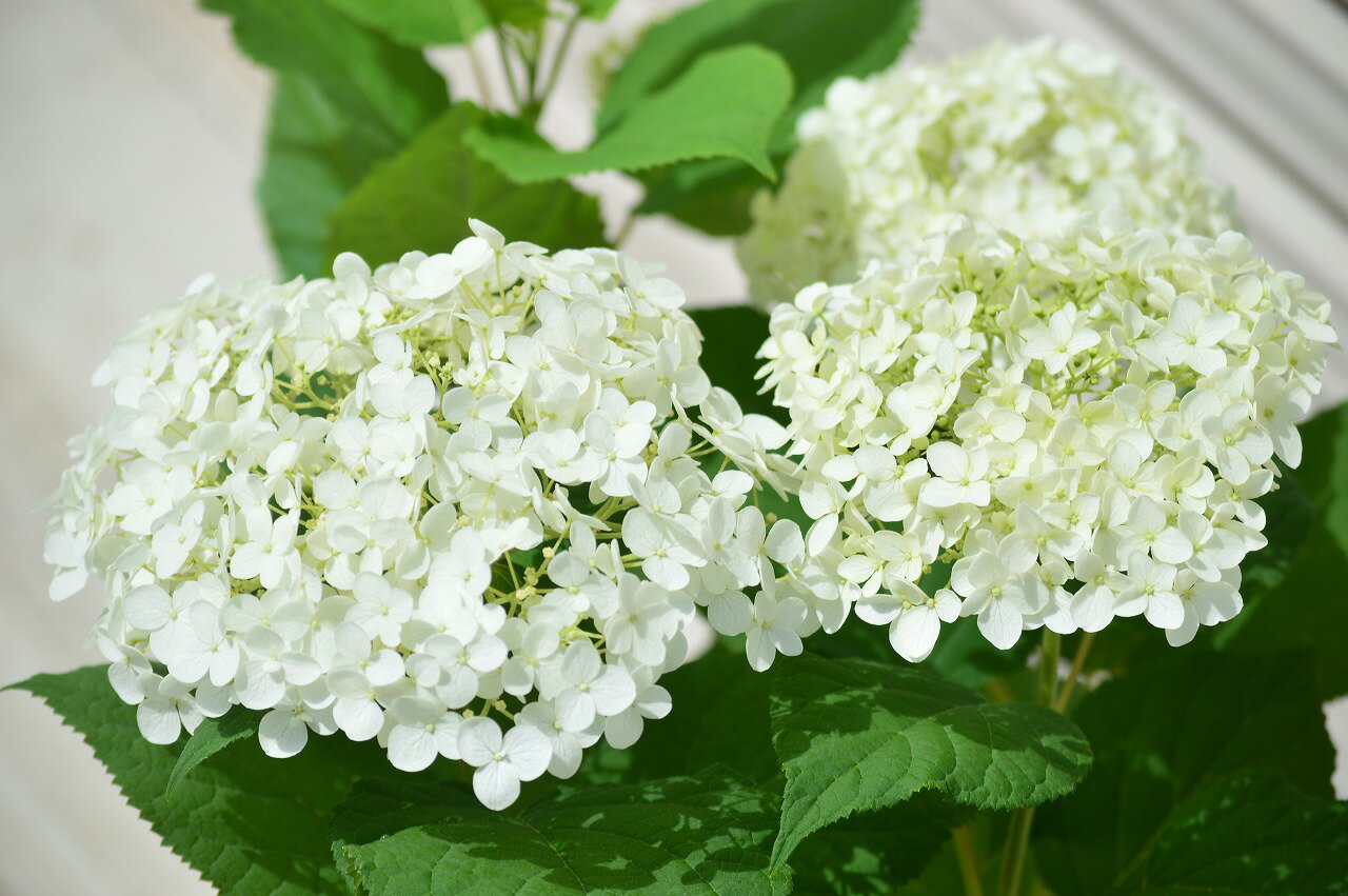 紫陽花人気母の日のギフト誕生日の鉢花2021年プレゼントにアジサイ開花は6月頃アナベル鉢植え人気の白いアジサイアナベル今期開花終了しており、剪定した状態でのお届けになります