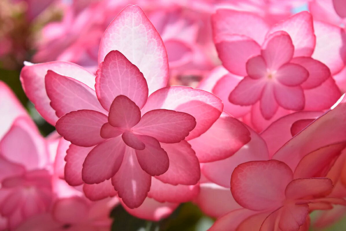 【ひな祭りアジサイ　ピンク】母の日贈り物におすすめの綺麗な紫陽花2021年5月5日から10日のお届けできます母の日におすすめのとても綺麗なアジサイ2021年5月開花鉢植え　ひな祭りアジサイ　ピンク