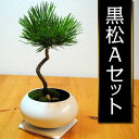 お正月のおしゃれなインテリアに!カンタン!手作り情景盆栽 黒松Aセット【季節限定】