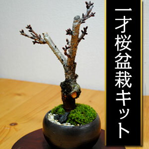 3月後半から花を咲かせます。 一才桜盆栽キット【季節限定】