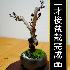 お部屋でお花見！3月後半に花を咲かせます。 一才桜盆栽完成品【季節限定】小さなかわいらしい桜の木です。届いたらそのまま飾れます！お部屋に春を飾って華やかに！