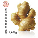無農薬生姜2,000g 熊本県産|国産生姜|しょうが ショウガ|根生姜