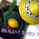 【送料無料】有田焼タジン鍋 黄唐草...