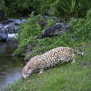 【メーカー直送・同梱不可・代引不可・返品不可】水辺のジャガー / Jaguar