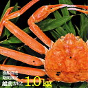 獲れ次第発送【送料無料】共栄丸の越前がに1.0kg【RCP】【楽ギフ_のし】10P03Dec16