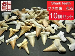 サメの歯 化石 10個セット 鮫の歯 Shark teeth fossils モロッコ産 全国送料無料