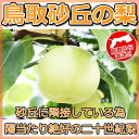 鳥取砂丘の梨 4kg(11〜12玉) 2L〜3L 秀玉 進物用 お届けは(8月下旬〜9月下旬) 鳥取県産二十世紀梨 浜田園 産地直送 福部産 山陰産 他のメーカー商品との同梱不可 代引不可 土産 ギフト