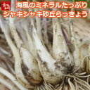 鳥取県産 砂丘らっきょう 3kg 生らっきょう 土 根 茎 付き 数量限定 大きさ不揃い ア