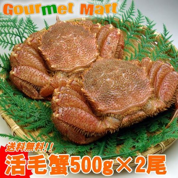 送料無料　北海道産活毛ガニ500g×2尾 期間限定激安セール！濃厚かに味噌！えりも/釧路/稚内/網走/根室など旬なカニを北海道直送！