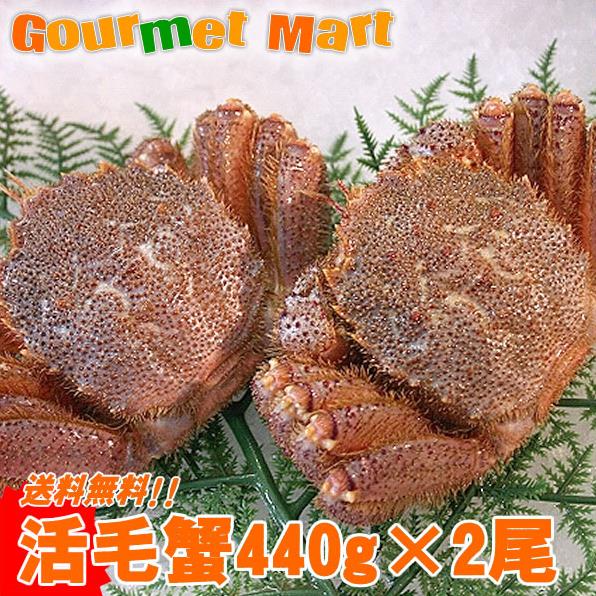 送料無料　北海道産活毛ガニ440g×2尾 濃厚かに味噌！えりも/釧路/稚内/網走/根室など旬なカニを北海道直送！【楽ギフ_のし宛書】活毛蟹専門店の味！贈り物ギフトに最適！ 鮮度抜群新鮮毛がにを航空便で直送！