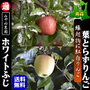 りんご 送料無料【青森りんご】宮西農園【葉とらずりんご ふじ...