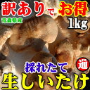 【訳あり】生しいたけ 1kg(500g×2)味は一級品朝採れたて新鮮菌床栽培青森県産/しいたけ/シイタケ/椎茸/生椎茸/きのこ/キノコ/茸/ギフト/贈り物/国産しいたけ/グルメ/業務用しいたけ/野菜/新鮮 野菜/【RCP】【楽ギフ_メッセ】敬老の日 /02P31Aug14