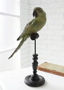 パロットルースト アンティーク調 【COVENT GARDEN コベントガーデン】 インコ いんこ 鳥 とり ガーデンマスコット ガーデニング 置き物 オブジェ オーナメント【送料無料】 BK-37